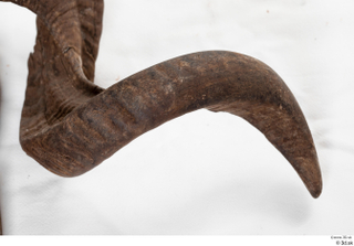 Skull Mouflon Ovis orientalis head horns skull 0012.jpg
